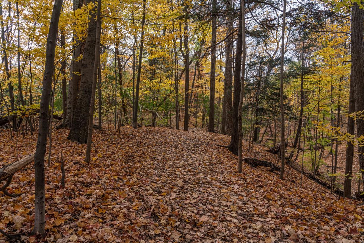Path Covered in Leaves: Woods in Clear Fall Day
