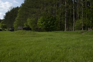 Rural Road in the Grass: Cows in the Landscape HDRi Maps and Backplates