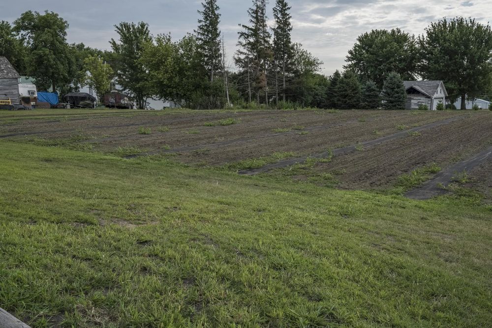 Bancroft Iowa Open Space with Tree and Grass HDRi Maps and Backplates