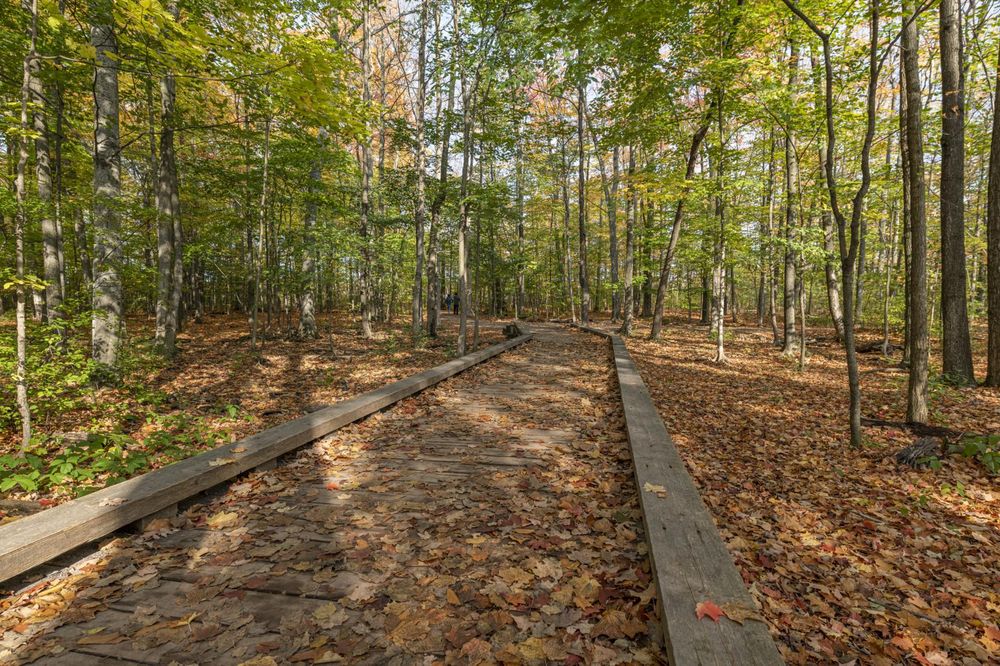 Canadian Forest in Autumn: A Lush Landscape - HDRi Maps and Backplates