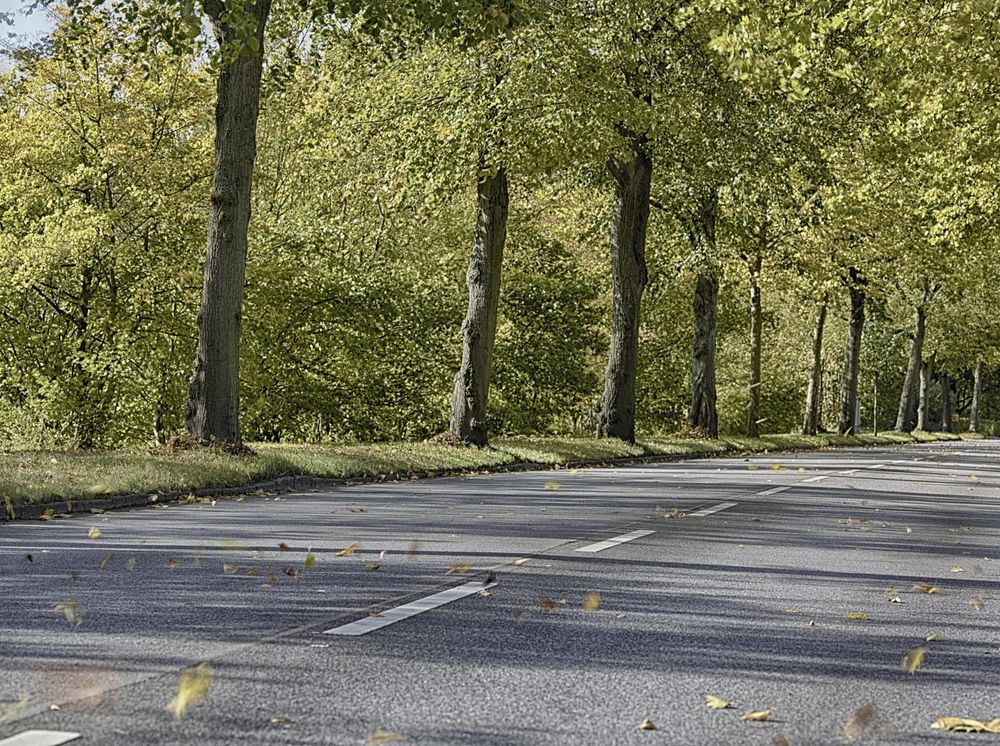 Germany Road Through Forest Autumn Landscape - HDRi Maps and Backplates