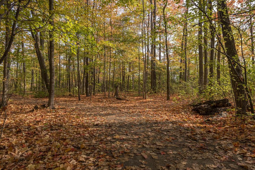 Lush Forest Path in Toronto, Canada - HDRi Maps and Backplates