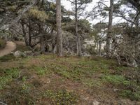 an abandoned trail on a bluff near the ocean in a pine forest near san francisco