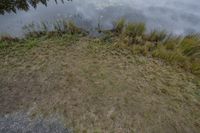 the view from above shows grass and grass and weeds next to a body of water