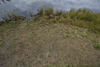 the view from above shows grass and grass and weeds next to a body of water