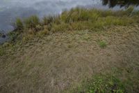 an area that has grass, weeds, and water on it with a person in the distance