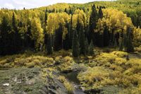 the yellow autumn trees have opened out all around this valley in colorado's rocky mountains