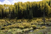 the yellow autumn trees have opened out all around this valley in colorado's rocky mountains