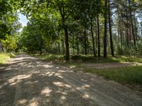 an empty dirt road is lined by tall trees and grass on either side of a forest path