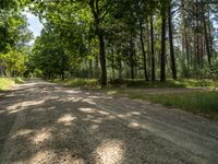 an empty dirt road is lined by tall trees and grass on either side of a forest path