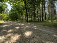 an empty dirt road is lined by tall trees and grass on either side of a forest path