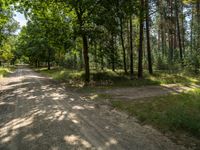 an empty dirt road is lined by tall trees and grass on either side of a forest path