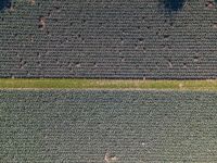 a green patch of field with small trees in the middle and a single tree across the fields