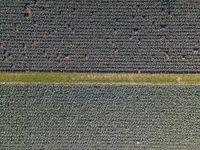 a green patch of field with small trees in the middle and a single tree across the fields