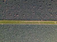 a green patch of field with small trees in the middle and a single tree across the fields