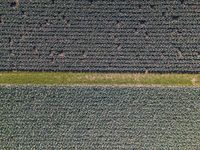 a green patch of field with small trees in the middle and a single tree across the fields