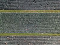 aerial view of a field with a horse in the middle and one on the far side