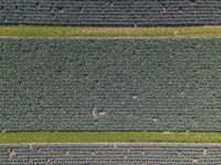 aerial view of a field with a horse in the middle and one on the far side