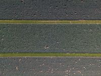 aerial view of a field with a horse in the middle and one on the far side