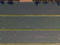 aerial view of a field with a horse in the middle and one on the far side