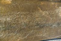 an animal is on some kind of surface that looks like a very large elephant's foot