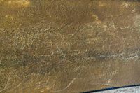 an animal is on some kind of surface that looks like a very large elephant's foot