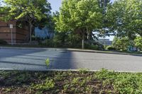 a street view of several trees in an empty residential area, with apartment complexes behind it