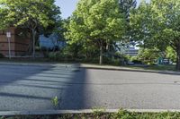 a street view of several trees in an empty residential area, with apartment complexes behind it