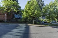 a street view of several trees in an empty residential area, with apartment complexes behind it