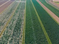 Aerial View of Netherlands' Rolling Fields of Agriculture