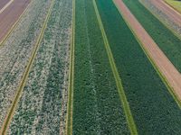 Aerial View of Netherlands' Rolling Fields of Agriculture