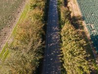 truck on train track in a field of crops and rows of trees as seen from above