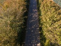 truck on train track in a field of crops and rows of trees as seen from above