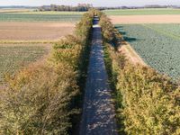 truck on train track in a field of crops and rows of trees as seen from above