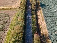 truck on train track in a field of crops and rows of trees as seen from above