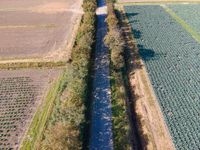 truck on train track in a field of crops and rows of trees as seen from above