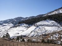 a cow grazing on some grass next to a mountain covered with snow and trees and on a fence