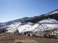 a cow grazing on some grass next to a mountain covered with snow and trees and on a fence