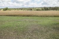 Africa: An Open Grassy Plain Landscape