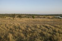 a zebra walking in a grassy area near a river in the distance, with a bush on one side and trees on the other