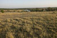 a zebra walking in a grassy area near a river in the distance, with a bush on one side and trees on the other