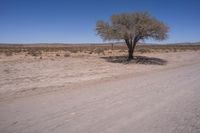 a tree is in the middle of a desert road with grass and dirt on either side