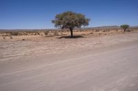 a tree is in the middle of a desert road with grass and dirt on either side