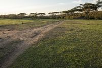 an empty field with animals walking on it at sunrise or sunset time, including two elephants