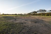 an open field with trees and green grass at sunset on a clear day in the african savannah