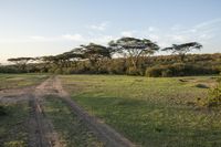 this is an image of a dirt road in the wilderness setting at sunset time, looking out into the african landscape