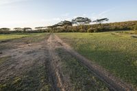 this is an image of a dirt road in the wilderness setting at sunset time, looking out into the african landscape