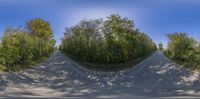 a fisheye image of some trees and a road on it's side with cars parked down each side