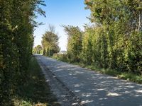 a bike on the road near trees and bushes in the countryside area of a rural country road