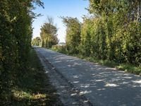 a bike on the road near trees and bushes in the countryside area of a rural country road